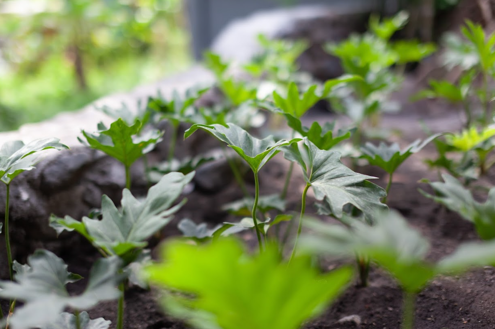 Eco Stay Experience: Greener Living, Organic Plants, and Fresh Air